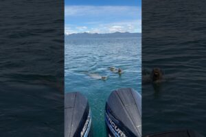 Sea Lions playing by the boat #sealions #alaska #nature #animals