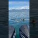 Sea Lions playing by the boat #sealions #alaska #nature #animals