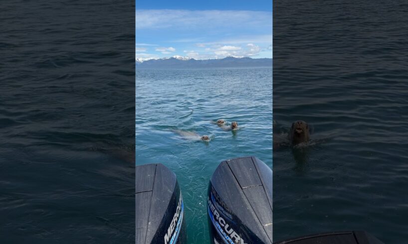 Sea Lions playing by the boat #sealions #alaska #nature #animals