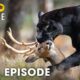 Shadow Predators (FULL EPISODE) | The Most Brutal Fight for Survival | Animal documentary