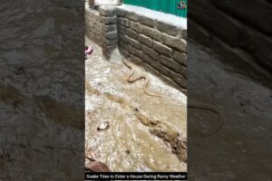 Snake Tries to Enter a House During Rainy Weather #snake #wildliferescue #wildlife #animals