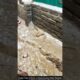 Snake Tries to Enter a House During Rainy Weather #snake #wildliferescue #wildlife #animals