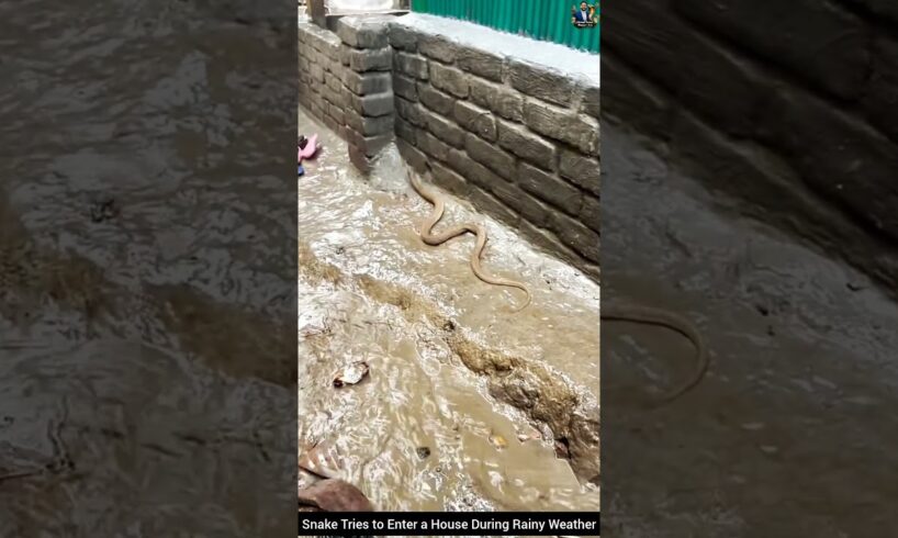 Snake Tries to Enter a House During Rainy Weather #snake #wildliferescue #wildlife #animals