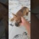 So Cute Puppies #puppies #socute