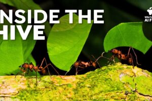 Social Insects: 30 Minutes of Colony Life | Wildlife Compilation