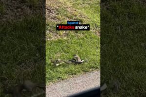 Squirrel Fights BACK!