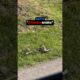 Squirrel Fights BACK!