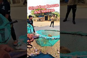 Street Dog Rescue And Release Morning #dog #streetdogrescue #release #pets #ytviral #shorts #animals