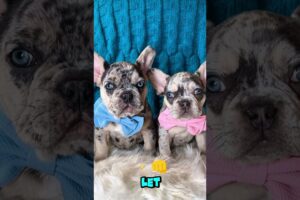The Cutest Puppies On YouTube You’ll See Today 🐶