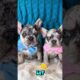 The Cutest Puppies On YouTube You’ll See Today 🐶