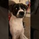 The Funniest Animal Fails Of The Week 🐾 #shorts #funny #fails