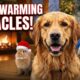 The Most Heartwarming Animal Rescues ❤️ | Christmas&Funny Pet Moments