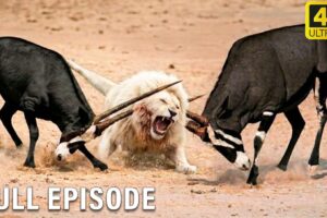 The Most Shocking Fights in the Animal Kingdom (Full Episode) | Wildlife Documentary #MIX