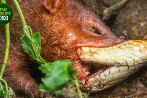 The Most Terrifying Confrontation In History: Venomous Snakes Versus Predators | Animal Attacks