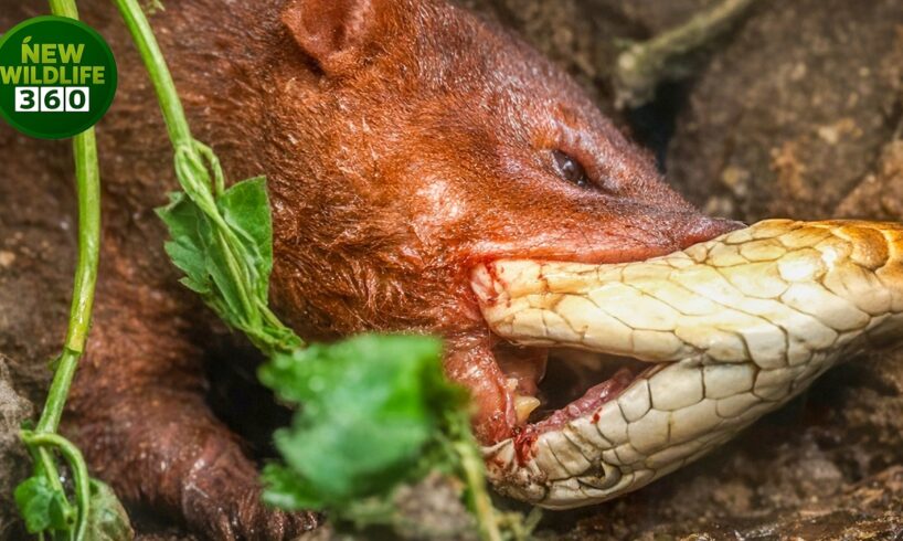 The Most Terrifying Confrontation In History: Venomous Snakes Versus Predators | Animal Attacks