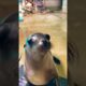 The cutest California sea lion