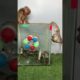The little monkey grabbed the mouse and ran away