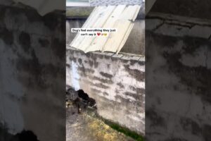 These puppies and dog are suffered because of heavy rainfall || puppy rescue video || dog rescue ♥️