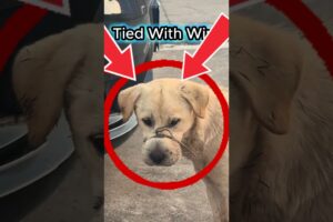 They Wrapped Wire Around This Dog’s Mouth…#pets #petsrule #doglove