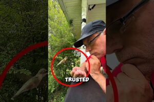 This Beautiful Bird Couldn't Figure Him Out #animals #shorts