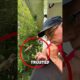 This Beautiful Bird Couldn't Figure Him Out #animals #shorts