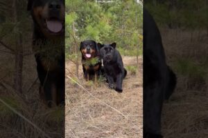 This Panther Loves His Dog Best Friend 🐾