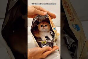 This Tiny Cat Outsmarted His Owner 😂🐱