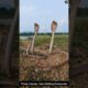 Three Cobras, One Chilling Encounter #snake #wildliferescue #wildlifeentertainment