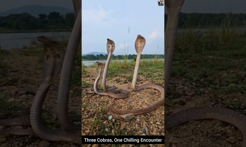 Three Cobras, One Chilling Encounter #snake #wildliferescue #wildlifeentertainment