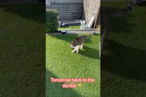 Tijgertje playing outside, tomorrow dentist. #tijgertje …#cat #animals #funnycats #pets