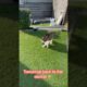 Tijgertje playing outside, tomorrow dentist. #tijgertje …#cat #animals #funnycats #pets