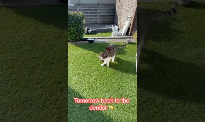 Tijgertje playing outside, tomorrow dentist. #tijgertje …#cat #animals #funnycats #pets