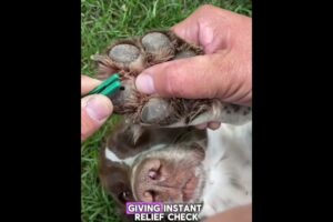 Tiny Thorn Causing Huge Pain 😢🐶 | Vet Helps Cute Dog Instantly #DogRescue #PetCare #cat #viral