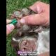 Tiny Thorn Causing Huge Pain 😢🐶 | Vet Helps Cute Dog Instantly #DogRescue #PetCare #cat #viral