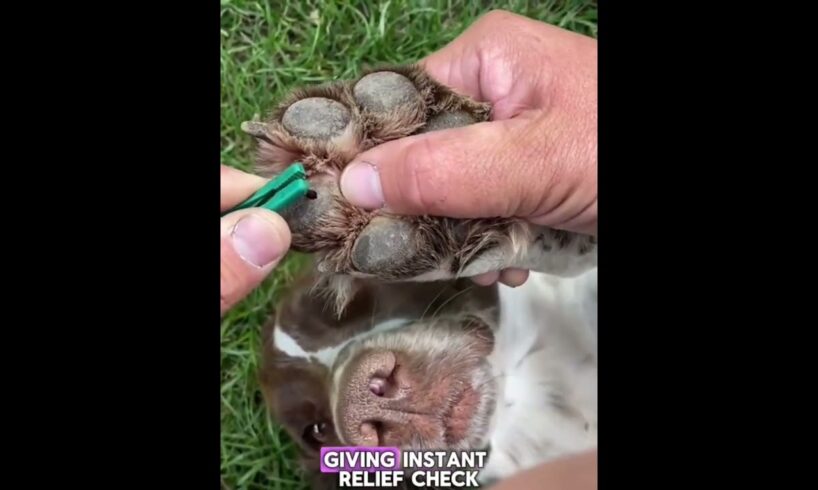Tiny Thorn Causing Huge Pain 😢🐶 | Vet Helps Cute Dog Instantly #DogRescue #PetCare #cat #viral