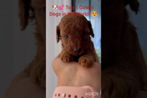 ✨ Top Cutest Puppies! 🐾❤️#puppylove #puppy #animallife #cuteanimals #funny #animals #cute
