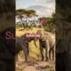 Two Baby Elephants Playing at Sunset #BabyElephants#WildlifeShorts#Animals#NatureLovers#USAAudience