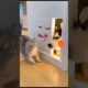 Two animal fighting enjoy video #Cat #Dog #FunnyFighting #Shorts #Viral #Animal #Beautiful #Wow