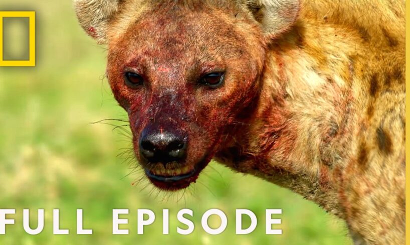 Ultimate Survivors (Full Episode) | Hostile Planet Compilation | National Geographic