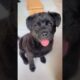 Viral cute puppies #shorts