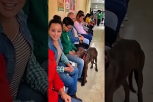 Você Acredita Que Eles Sentem Nossa Energia? Veja Isso ❤️🐶
