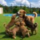 Watch This Mama Dog’s Emotional Reunion with Her Puppies