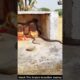 Watch This Snake’s Incredible Journey #snake #wildliferescue #cobra #wildlife #animals