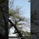 Watch This Snake's Remarkable Tree-Climbing Skills #snake #cobra #wildlife #rescueefforts