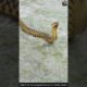 Watch the Amazing Movement of a Water Snake #snake #wildliferescue #wildlifeentertainment #wildlife