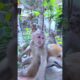 We they Playing So happy       #monkey #icy #animals #bea3