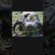 Wild Animal Battles: Pure Brutality! 🦛🐅 #wildlife #shorts