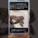 Wild Oddity! Two-Headed Snake Fights With Itself Over Food And Every Single Move#animals #wildlife