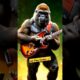 Wild animal Play 🎸 #guitar #music #amimal