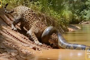 Wild life amazon jungle: The Silent Giant - World's Biggest Anaconda in Amazon Forest #wildlife